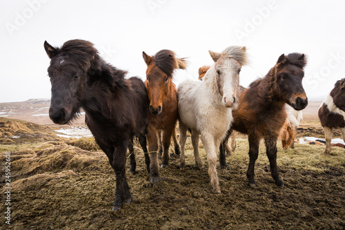 Fototapeta Naklejka Na Ścianę i Meble -  Islandpferde in freier Natur