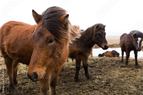 Fototapeta Naklejka Na Ścianę i Meble -  Islandpferde in freier Natur