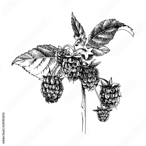 Hand drawn raspberry branch