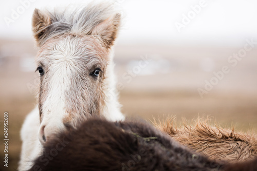 Fototapeta Naklejka Na Ścianę i Meble -  Islandpferde in freier Natur