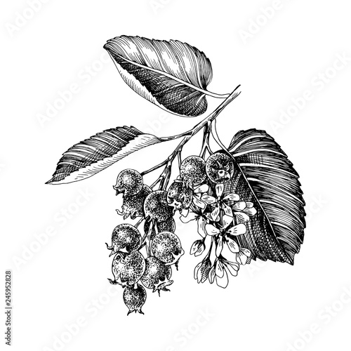 Hand drawn branch of shadberries