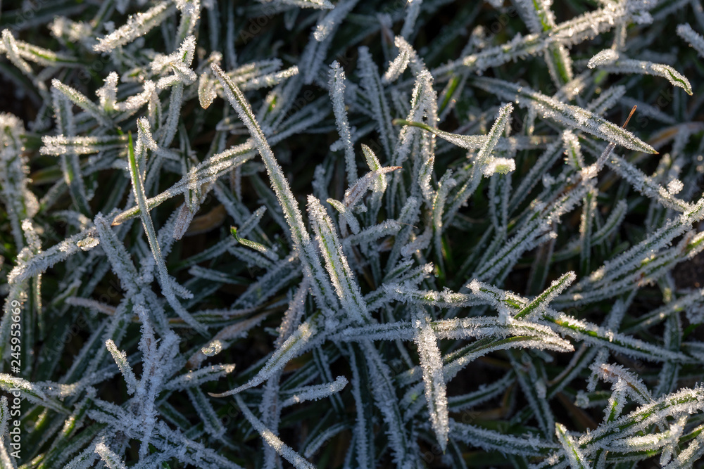 Grass covered in tiny ice crystals Grass covered in tiny ice crystals