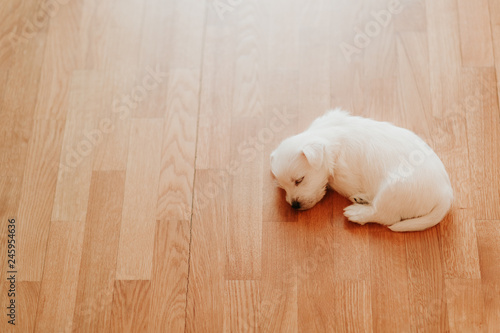 West terrier puppy lying on the floor photo