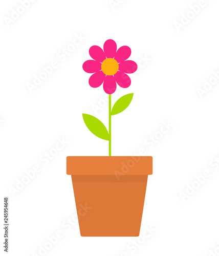 Pink spring daisy flower in a pot.