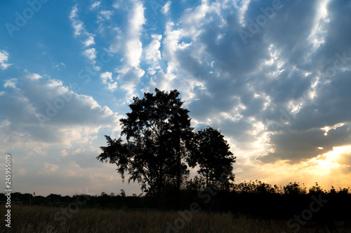 Nature Silhouette of Tree on center with Meadow under blue and gold sky of sunset and white cloud.