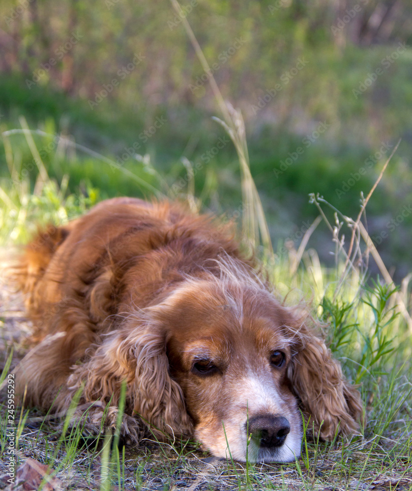 The dog - faithful friend