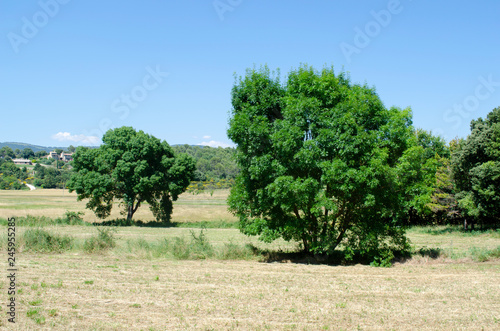 Fraxinus angustifolia, isolated trees photo