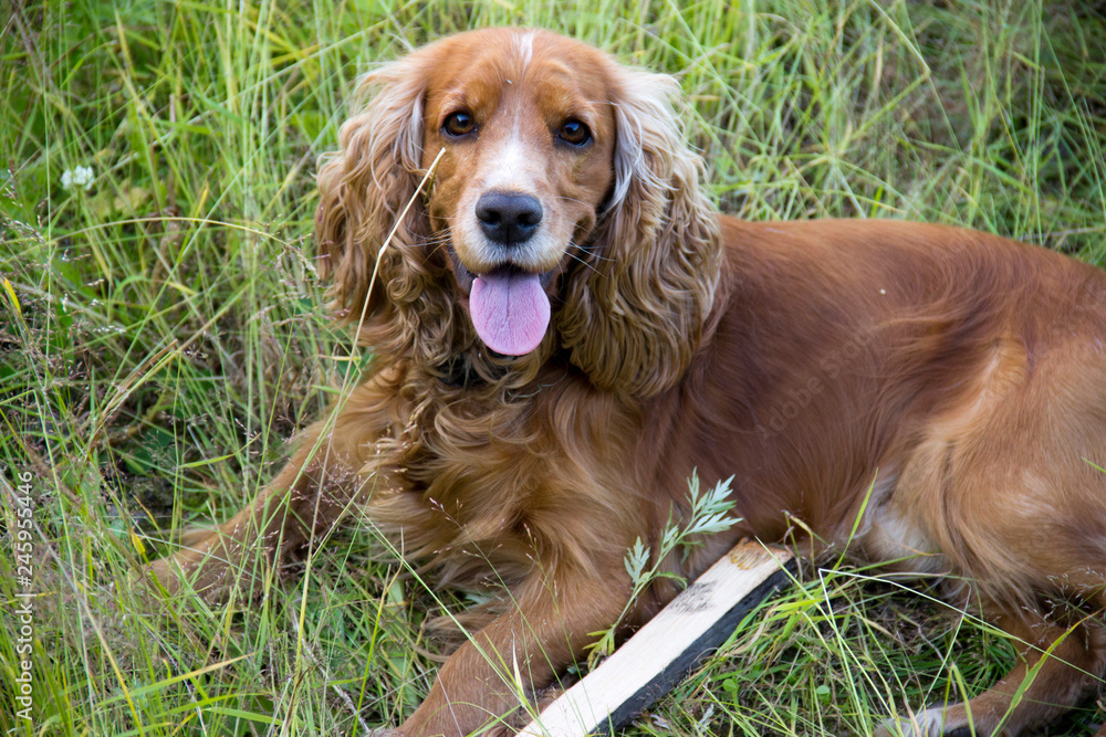 The dog - faithful friend