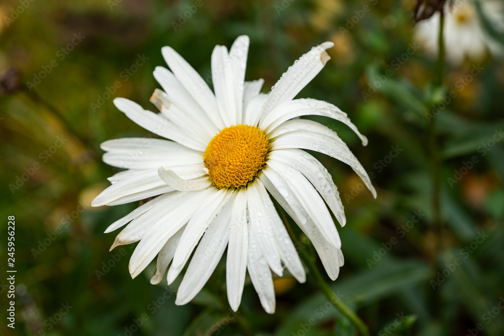 Obraz premium Large Daisy with dew drops.
