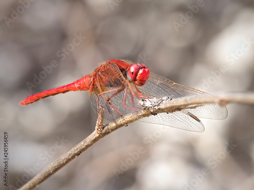 Broad Scarlet dragonfly (Crocothemis erythraea) perched on a branch of a bush, near Almansa, Spain