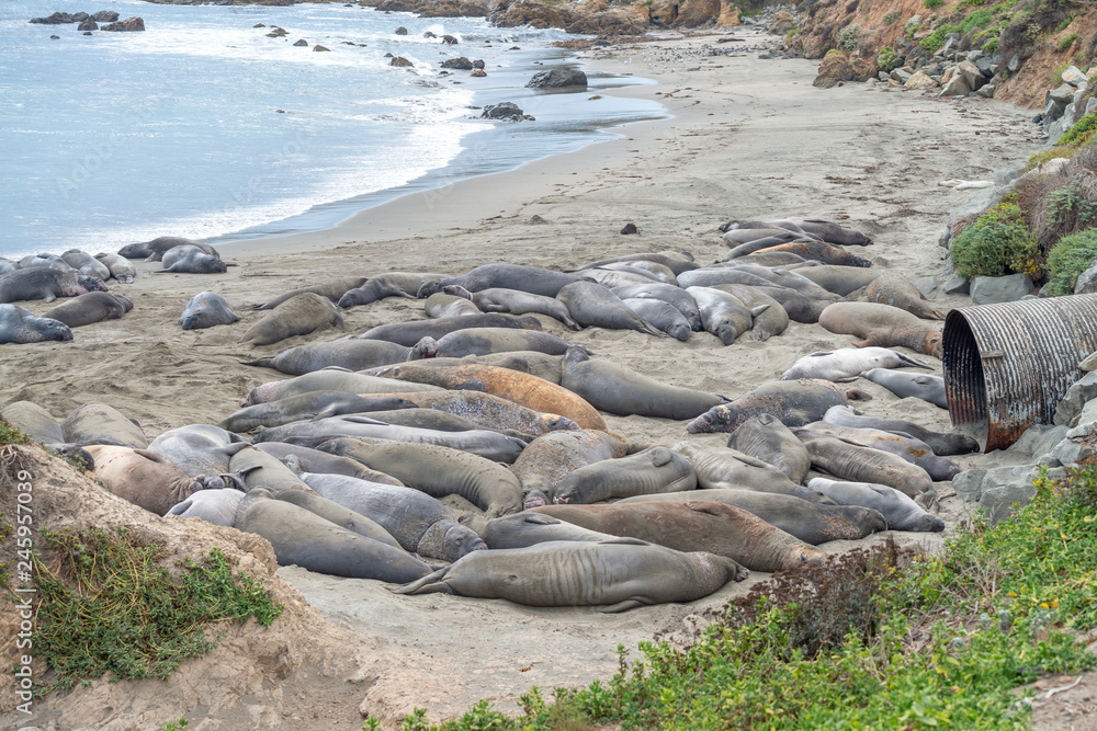 Sea Lions relaxing on a beautiful beach