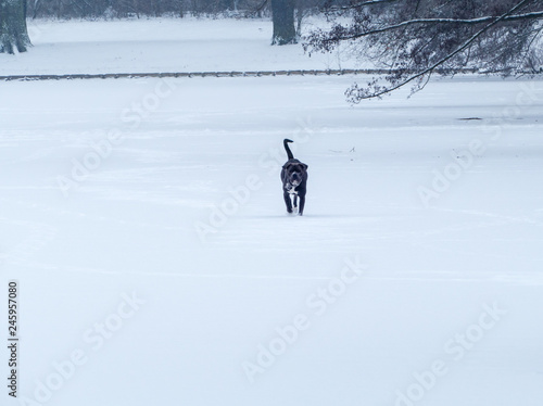 Hund auf zugefrorenem See Winter Schnee  photo