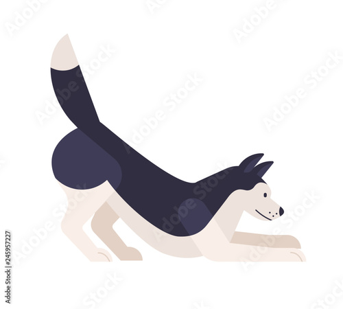Playful Husky