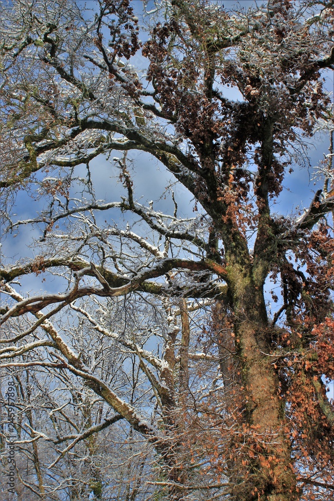 Fototapeta premium Arbres en hiver.