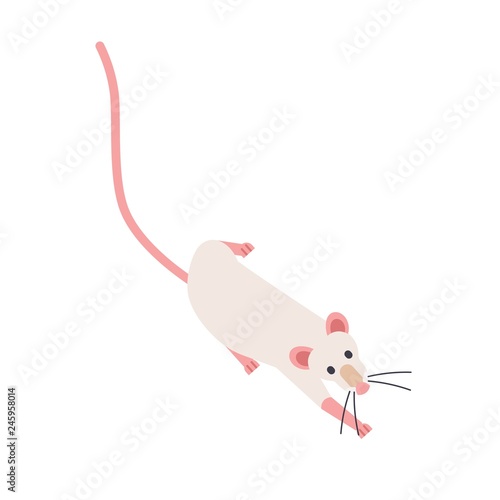 Cute sneaking fancy rat
