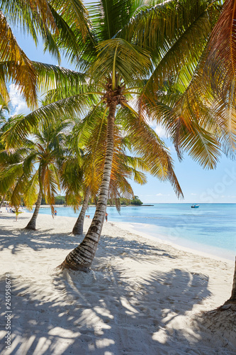 Leerer Traumstrand auf Saona von der dominkanischen republik