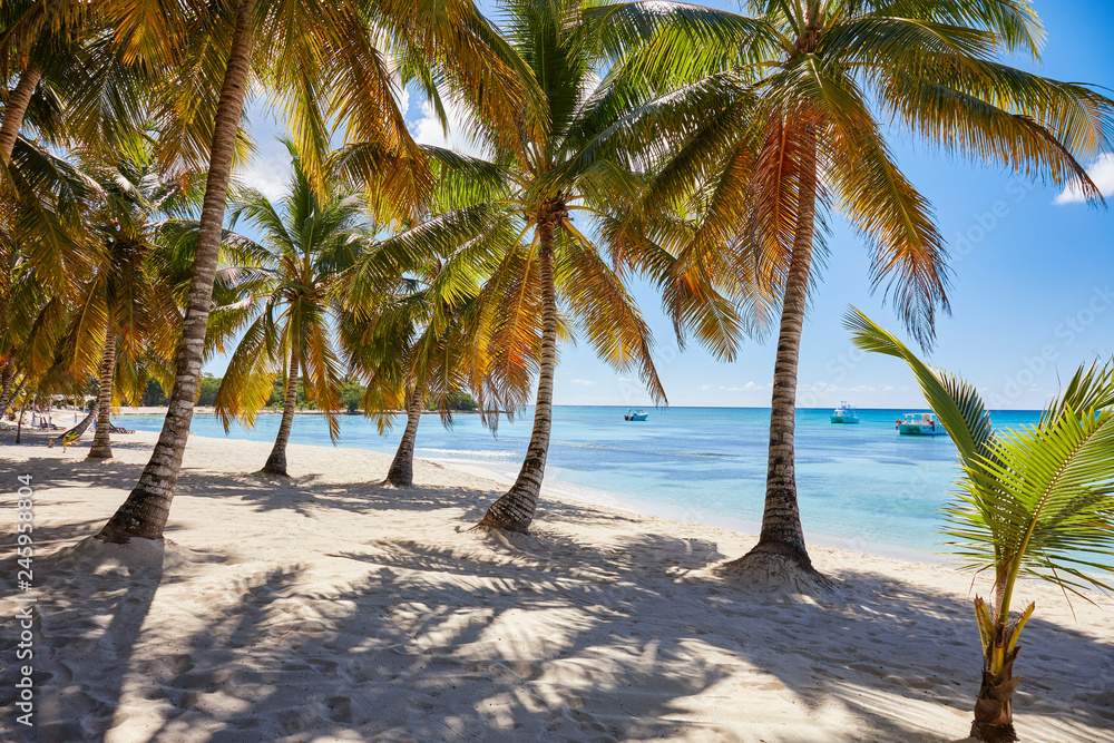Leerer Traumstrand auf Saona von der dominkanischen republik Leerer Traumstrand auf Saona von der dominkanischen republik