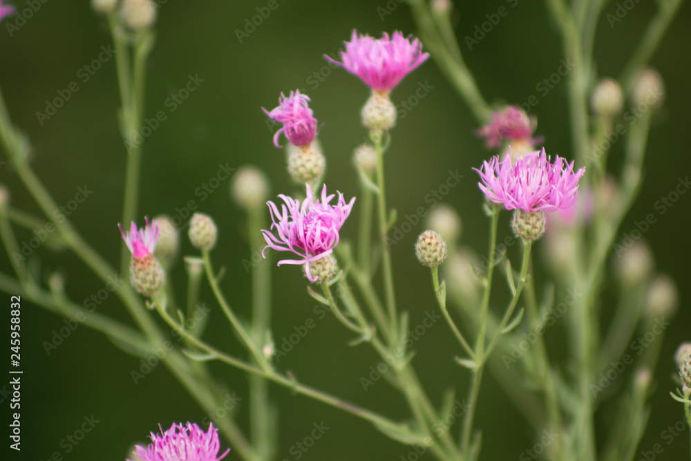 Fototapeta premium Beautiful soft focused detail of purple flowers in a field.