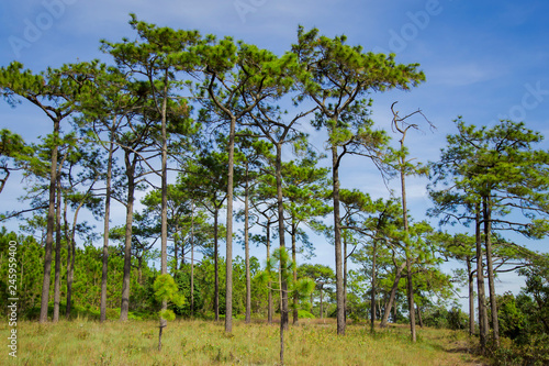  Golden grassland landscape with pine trees and blue sky.