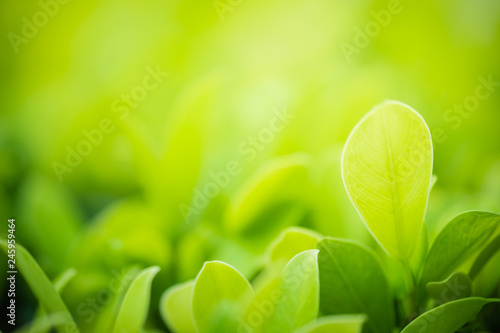 Close up beautiful view of nature green leaves on blurred greenery tree background with sunlight in public garden park. It is landscape ecology and copy space for wallpaper and backdrop. © Dilok