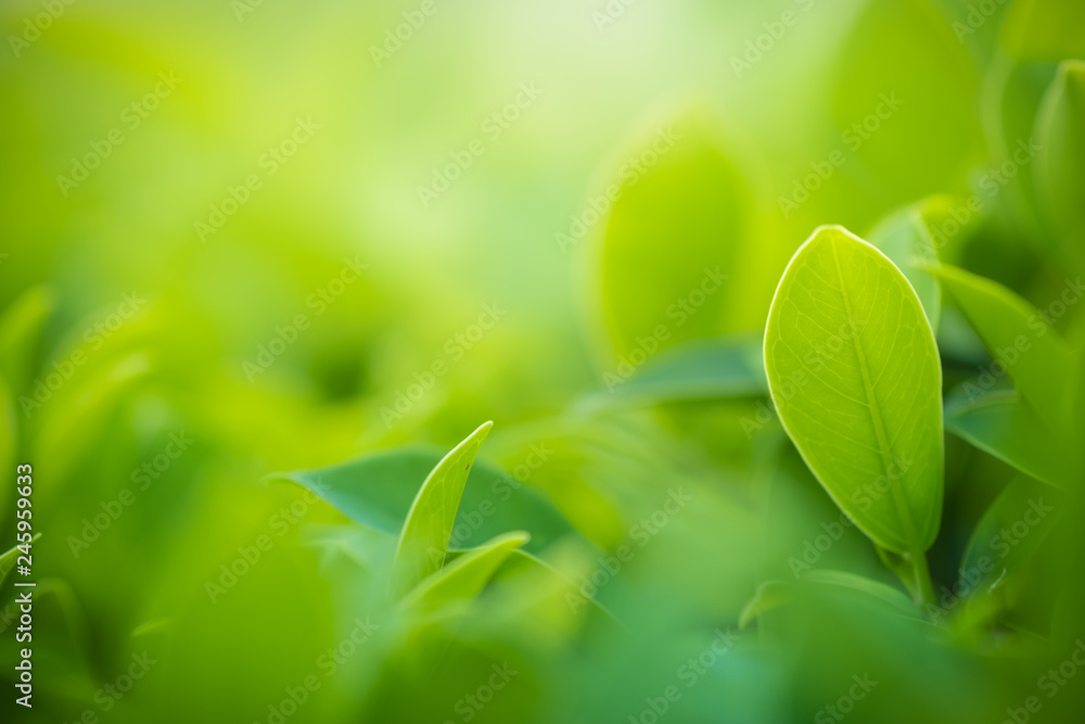 Close up beautiful view of nature green leaves on blurred greenery tree background with sunlight in public garden park. It is landscape ecology and copy space for wallpaper and backdrop. Close up beautiful view of nature green leaves on blurred greenery tree background with sunlight in public garden park. It is landscape ecology and copy space for wallpaper and backdrop.