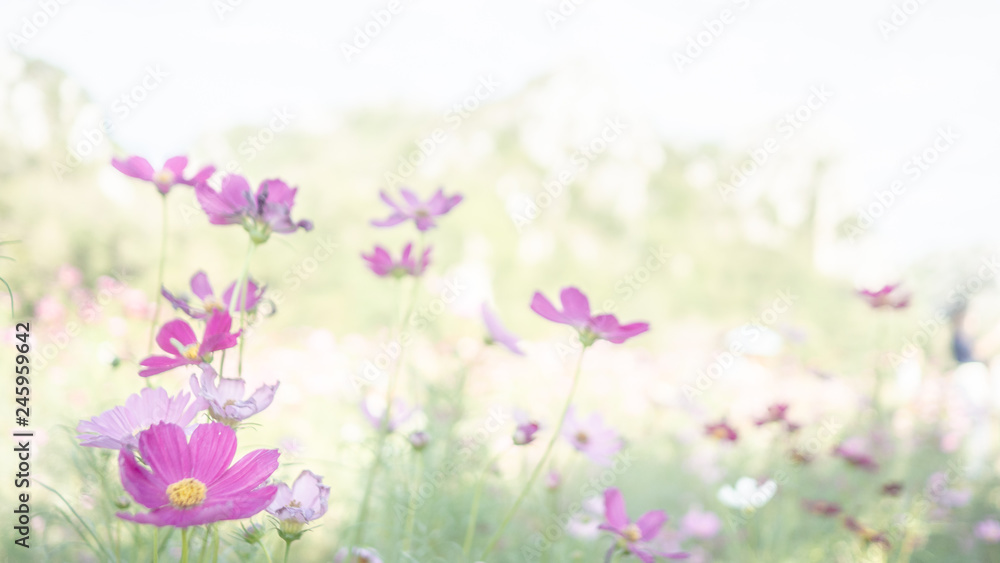 Cosmos flower garden Pink and white In the sky and mountains, Customize the image with pale white.