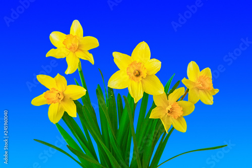 Fototapeta Naklejka Na Ścianę i Meble -  Yellow flowers daffodils on background of blue sky