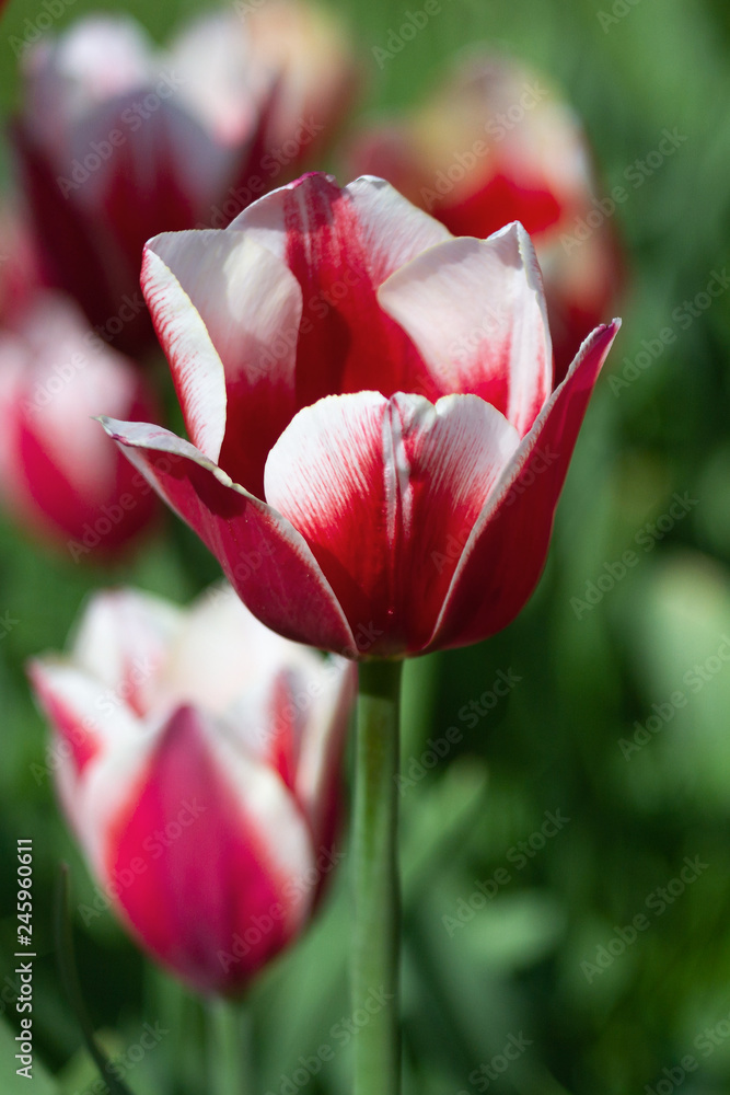 red and white tulip on sunny spring day red and white tulip on sunny spring day