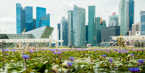 Canvas Print Lotus on the background of skyscrapers in Singapore panorama