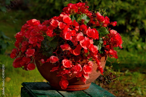 Fototapeta Naklejka Na Ścianę i Meble -  Ornamental plant. Begonia Elatior (Elatior Borias).