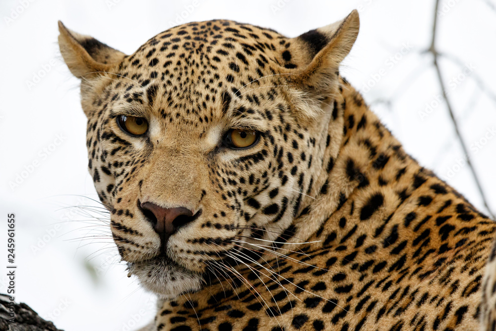 Portrait of a young male leopard in Sabi Sands Game Reserve in South Africa Portrait of a young male leopard in Sabi Sands Game Reserve in South Africa