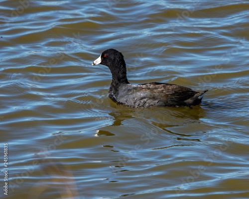 American Coot swimming in Pearland!
