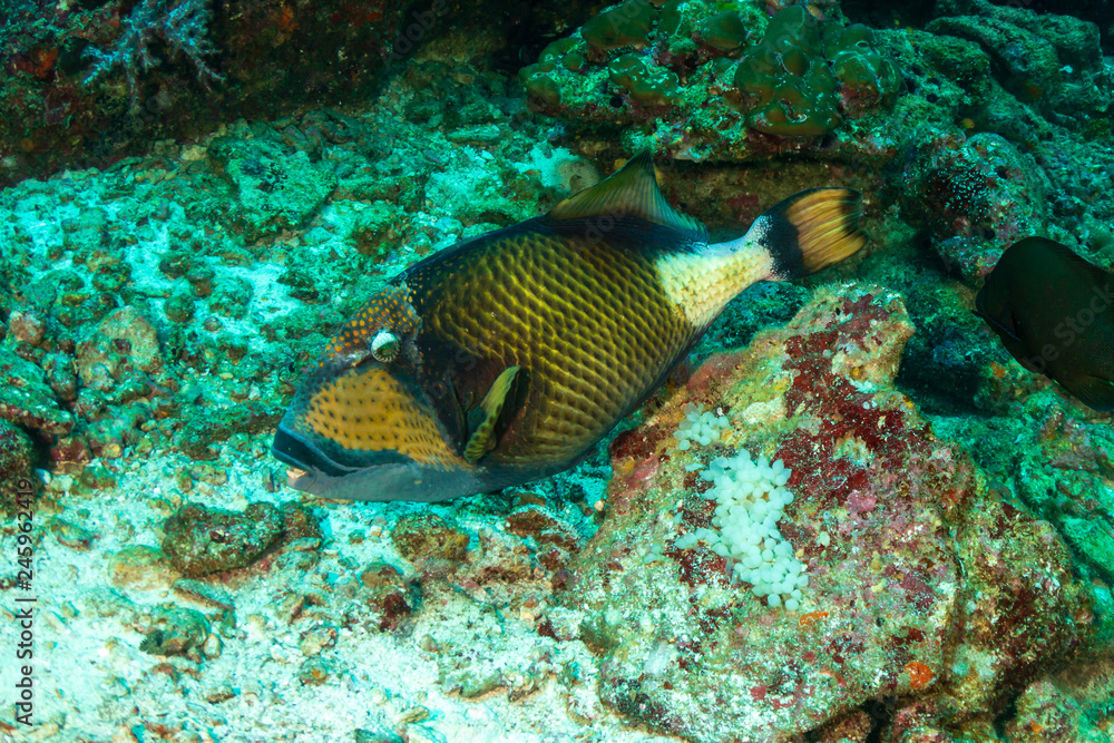 Fototapeta premium Large Titan Triggerfish (Balistoides viridescens) feeding on a tropical coral reef