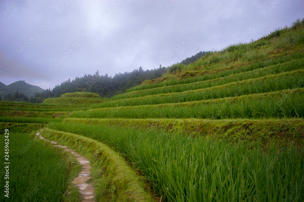 Rice Terraces Paddy field and path Longsheng China Rice Terraces Paddy field and path Longsheng China