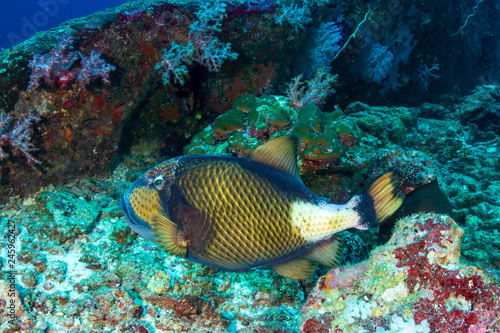 Large Titan Triggerfish (Balistoides viridescens) feeding on a tropical coral reef
