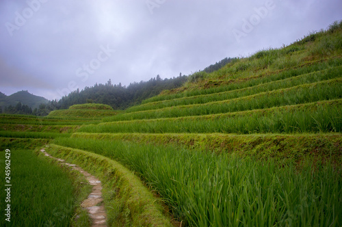 Rice Terraces Paddy field and path Longsheng China