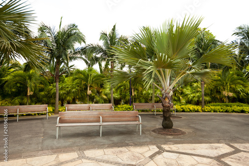 bench under a palm tree in a Park © Smeilov