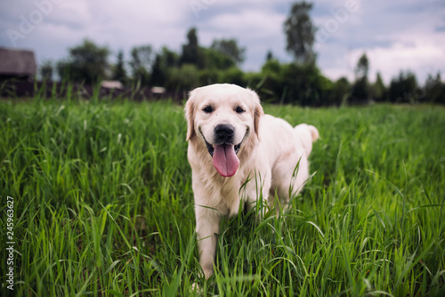 Happy and active golden retriever dog in a field in spring.