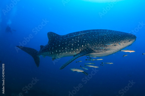 A huge Whale Shark (Rhincodon typus) in a clear, blue tropical ocean (Koh Bon, Similan Islands, Thailand)