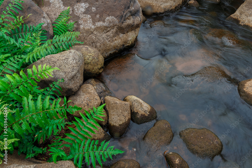 virkningsfuldhed tyve gardin Top view of Natural stream with rock and fern and smooth flowing water in  the forest. Stock Photo | Adobe Stock