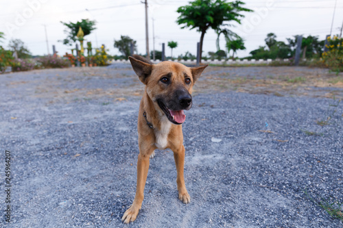 Brown Thai dog standing and looking at the camera.