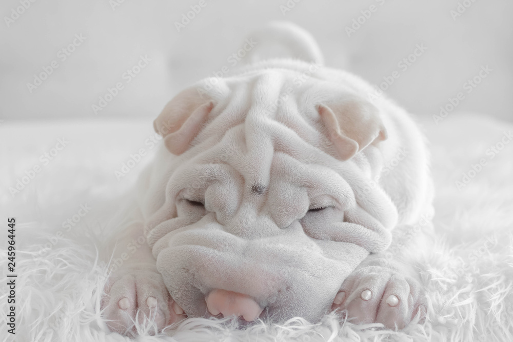 Portrait of a Shar pei puppy dog lying on a fluffy blanket Stock