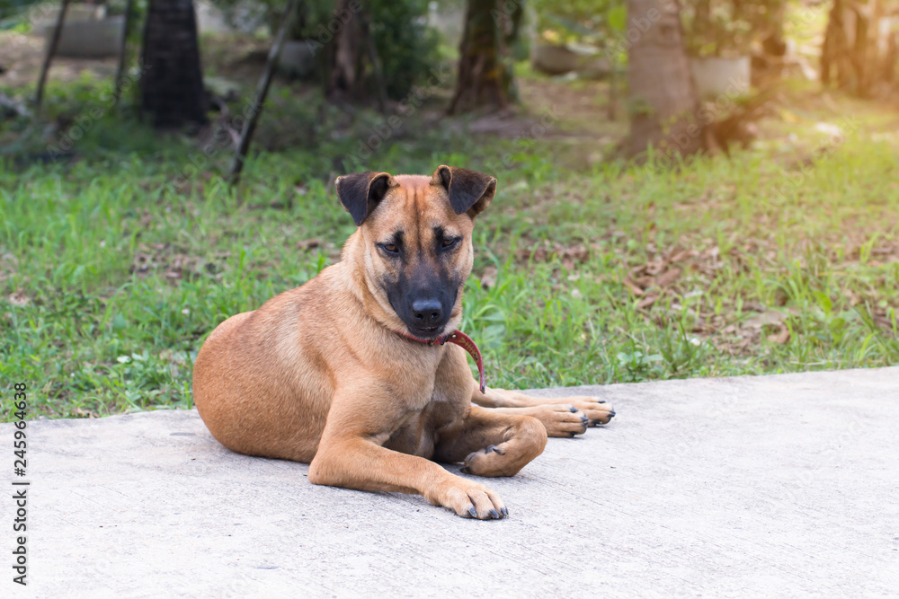 Close up portrait of a stray dog on side walk,vagrant dog