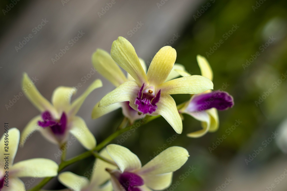 Yellow dendrobium orchids are dendrobium orchids in this genus have roots that creep over the surface of trees or rocks, rarely having their roots in soil. Yellow dendrobium orchids are dendrobium orchids in this genus have roots that creep over the surface of trees or rocks, rarely having their roots in soil.