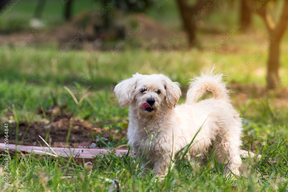 Close up portrait of a stray dog on side walk,vagrant dog