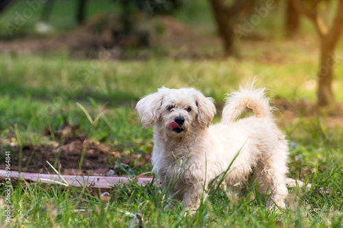 Close up portrait of a stray dog on side walk,vagrant dog