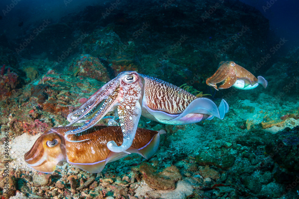 Mating Pharaoh Cuttlefish on a deep dark coral reef (Richelieu Rock, Thailand) Mating Pharaoh Cuttlefish on a deep dark coral reef (Richelieu Rock, Thailand)