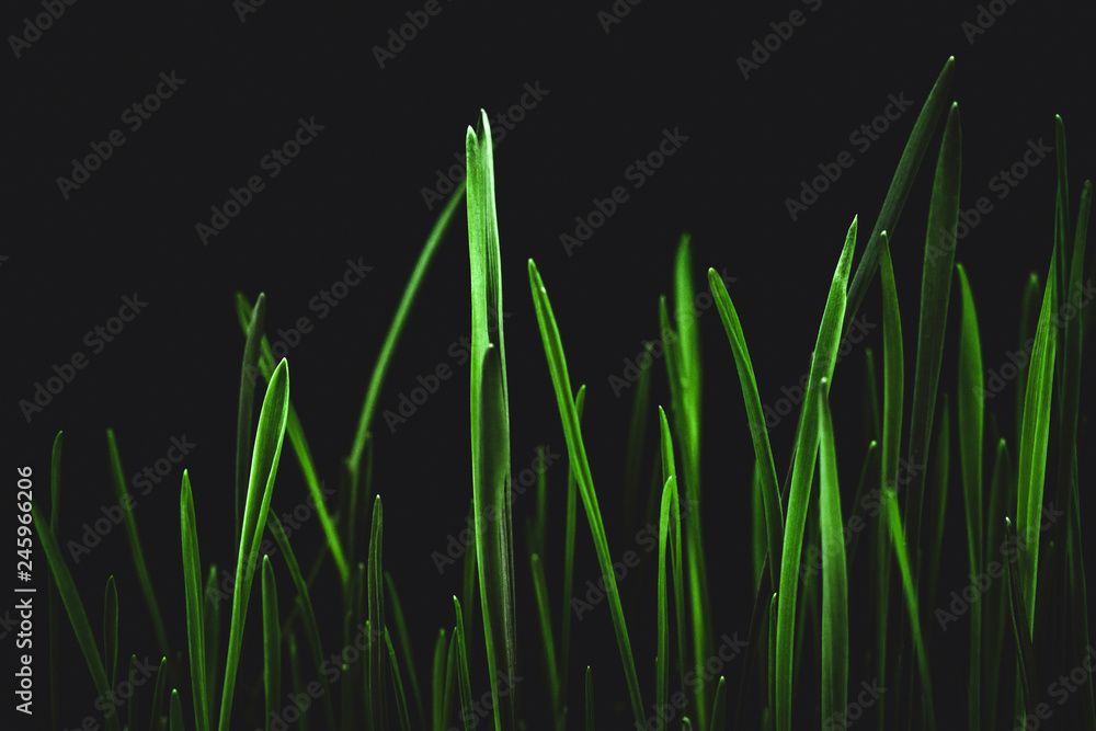 green grass on black background green grass on black background