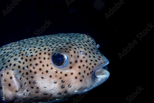 Closeup of a Porcupinefish on an underwater coral reef