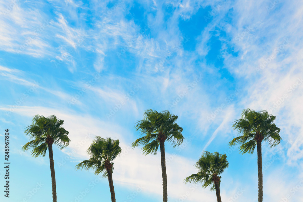 tropical palm tree with sun light on blue sky. Summer vacation and  travel concept. Vintage tone filter effect color style.Copy space